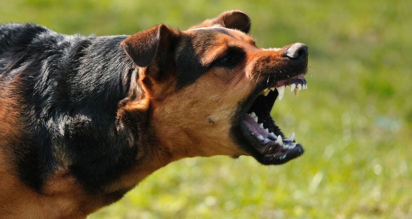 dog bite